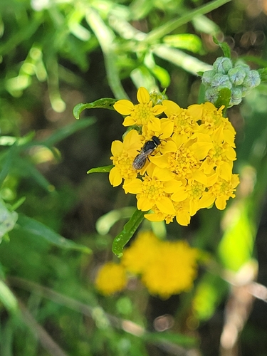 iNaturalist observation photo of Masked Bees