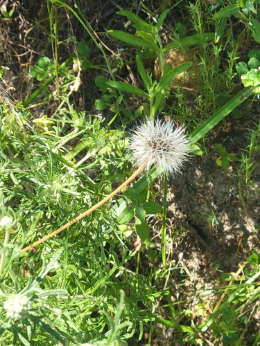 iNaturalist observation photo of silverpuffs