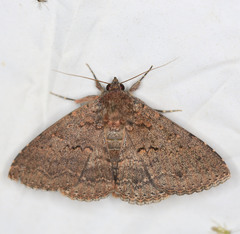 Eudesmeola lawsoni
