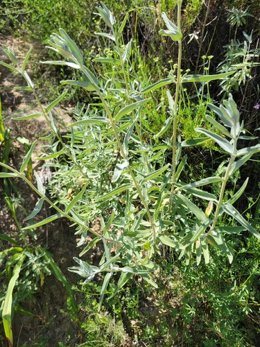 iNaturalist observation photo of purple sage