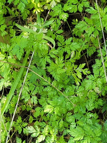 iNaturalist observation photo of common hedge parsley