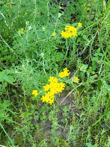 iNaturalist observation photo of Golden Yarrow