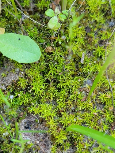 iNaturalist observation photo of Timmiella crassinervis