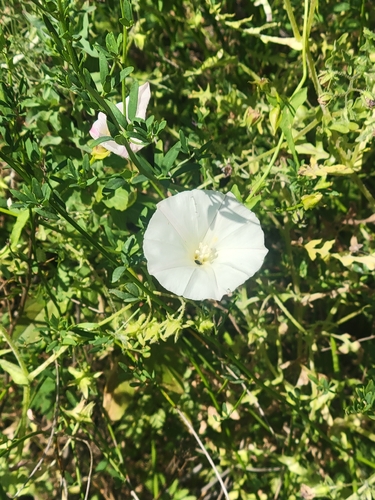 iNaturalist observation photo of coast morning glory