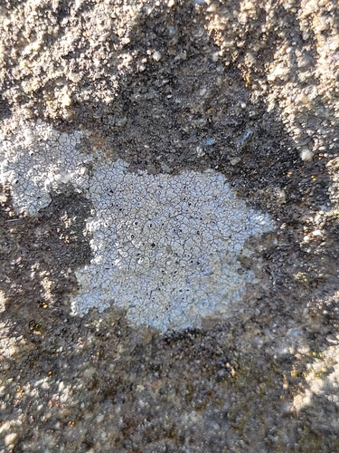 iNaturalist observation photo of Rock Nipple Lichen