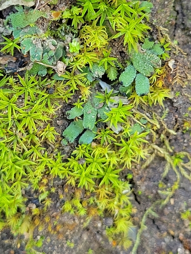 iNaturalist observation photo of Orobus-seed Liverwort