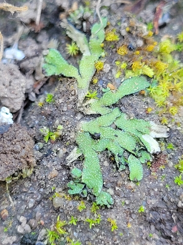 iNaturalist observation photo of Orobus-seed Liverwort