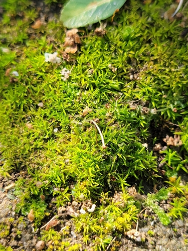 iNaturalist observation photo of Timmiella crassinervis