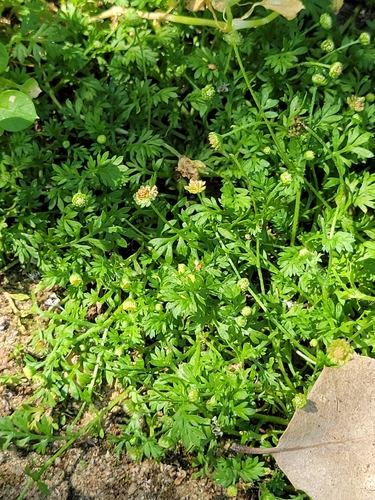 iNaturalist observation photo of Common Cotula