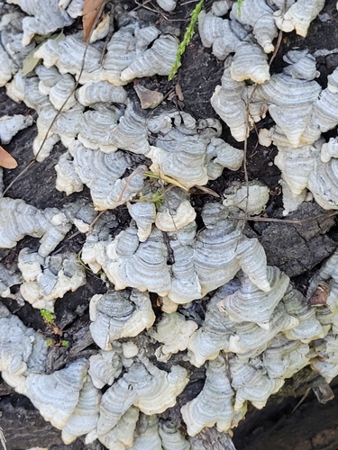 iNaturalist observation photo of Stereum fasciatum