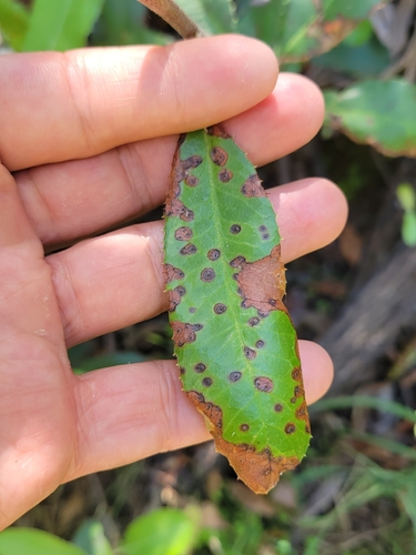 iNaturalist observation photo of Quince leaf blight