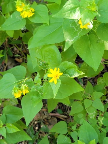 iNaturalist observation photo of canyon sunflower