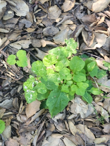 iNaturalist observation photo of milkmaids