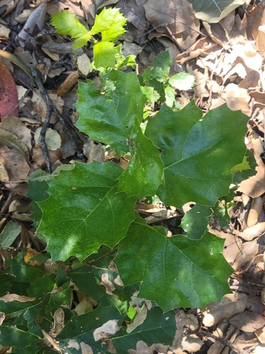 iNaturalist observation photo of coast live oak