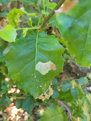 iNaturalist observation photo of London Midget