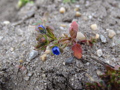 Veronica triphyllos