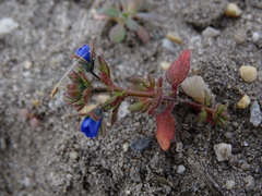 Veronica triphyllos