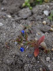Veronica triphyllos