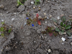 Veronica triphyllos
