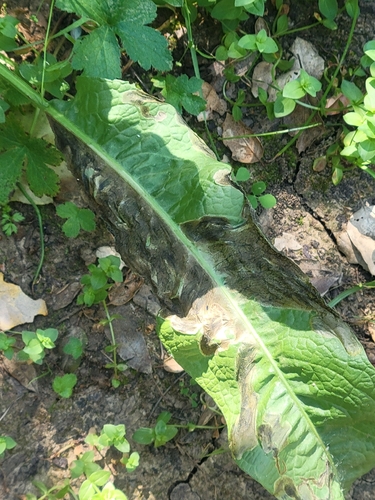 iNaturalist observation photo of Pegomya flavifrons