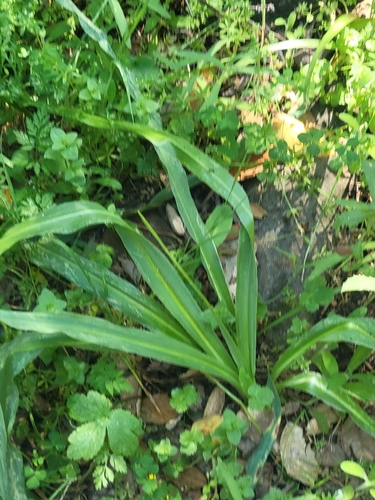 iNaturalist observation photo of wavy-leafed soap plant