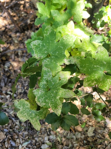 iNaturalist observation photo of Chilicothe