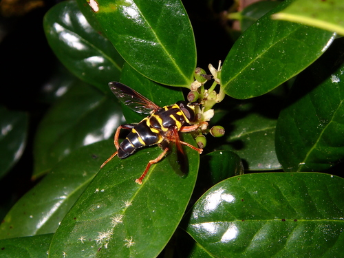 Unknown species found near Haile Plantation, FL 32608, USA