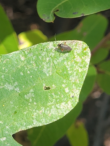iNaturalist observation photo of Irbisia