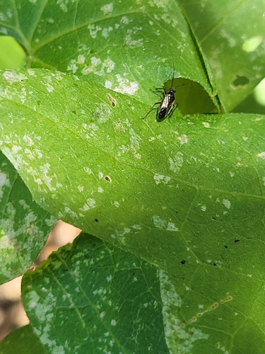 iNaturalist observation photo of Irbisia