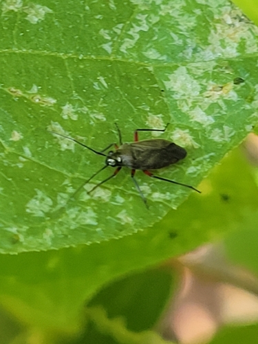 iNaturalist observation photo of Irbisia