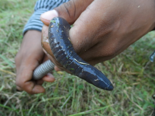 Mexican Caecilian