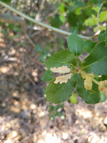 iNaturalist observation photo of life
