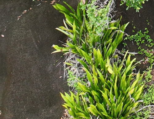 Ludovia lancifolia, photograph 4