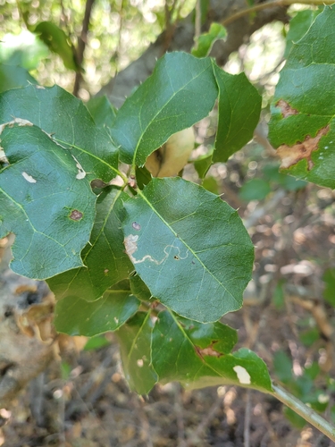 iNaturalist observation photo of Leaf-miner Flies