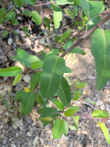 iNaturalist observation photo of laurel sumac