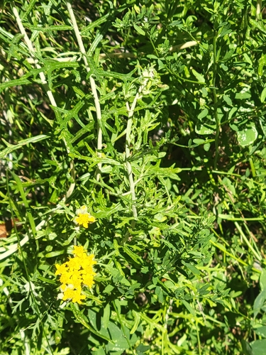 iNaturalist observation photo of Golden Yarrow