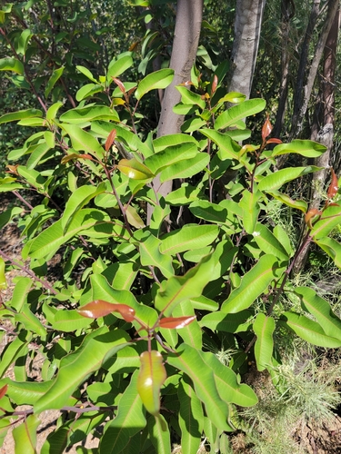 iNaturalist observation photo of laurel sumac