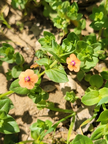 iNaturalist observation photo of scarlet pimpernel