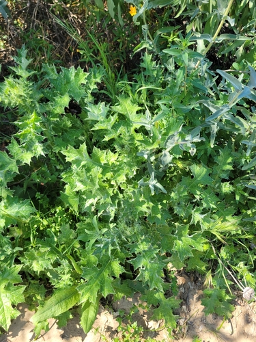iNaturalist observation photo of Italian thistle