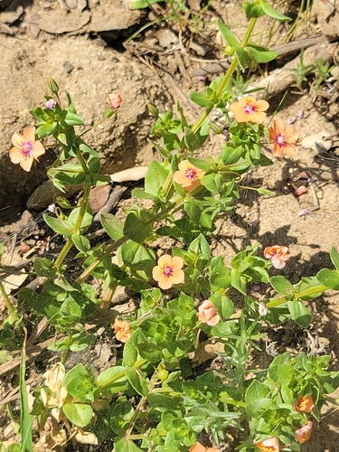iNaturalist observation photo of scarlet pimpernel