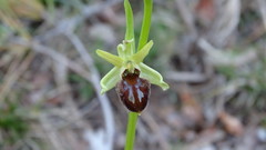 Ophrys sphegodes massiliensis