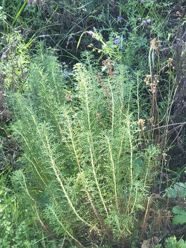 iNaturalist observation photo of Golden Yarrow