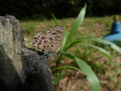 Anthene larydas