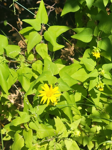 iNaturalist observation photo of canyon sunflower