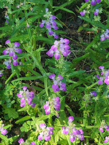 iNaturalist observation photo of Purple Chinese Houses