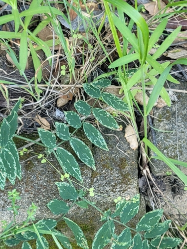 iNaturalist observation photo of Pacific pea