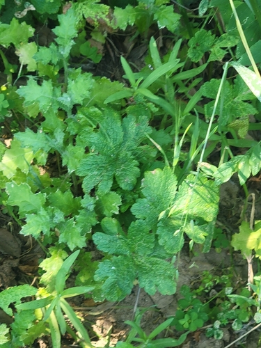 iNaturalist observation photo of Pacific Sanicle