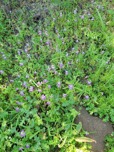 iNaturalist observation photo of Purple Chinese Houses
