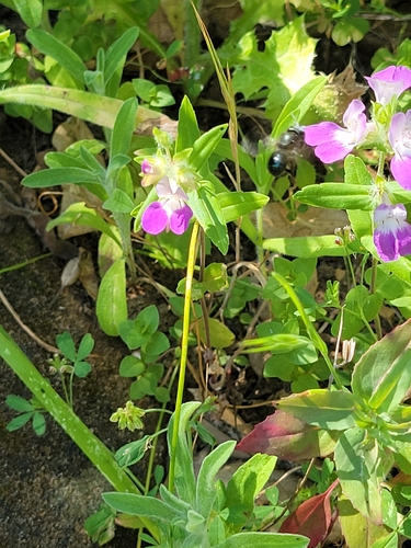iNaturalist observation photo of Purple Chinese Houses
