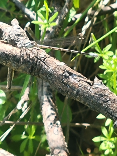 iNaturalist observation photo of Vivid Dancer